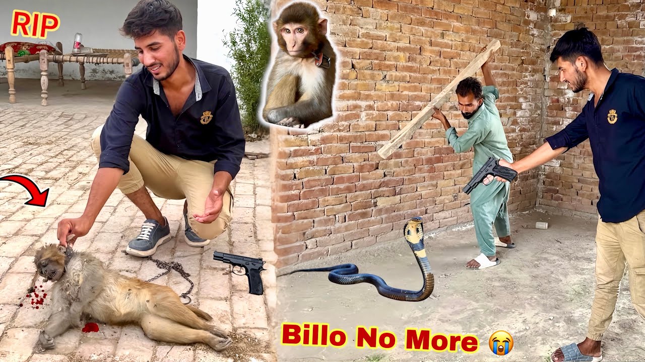 Billo Bandry Ko Snake🐍 Ny Kaat Liya💔 Billo Mar Gai😨