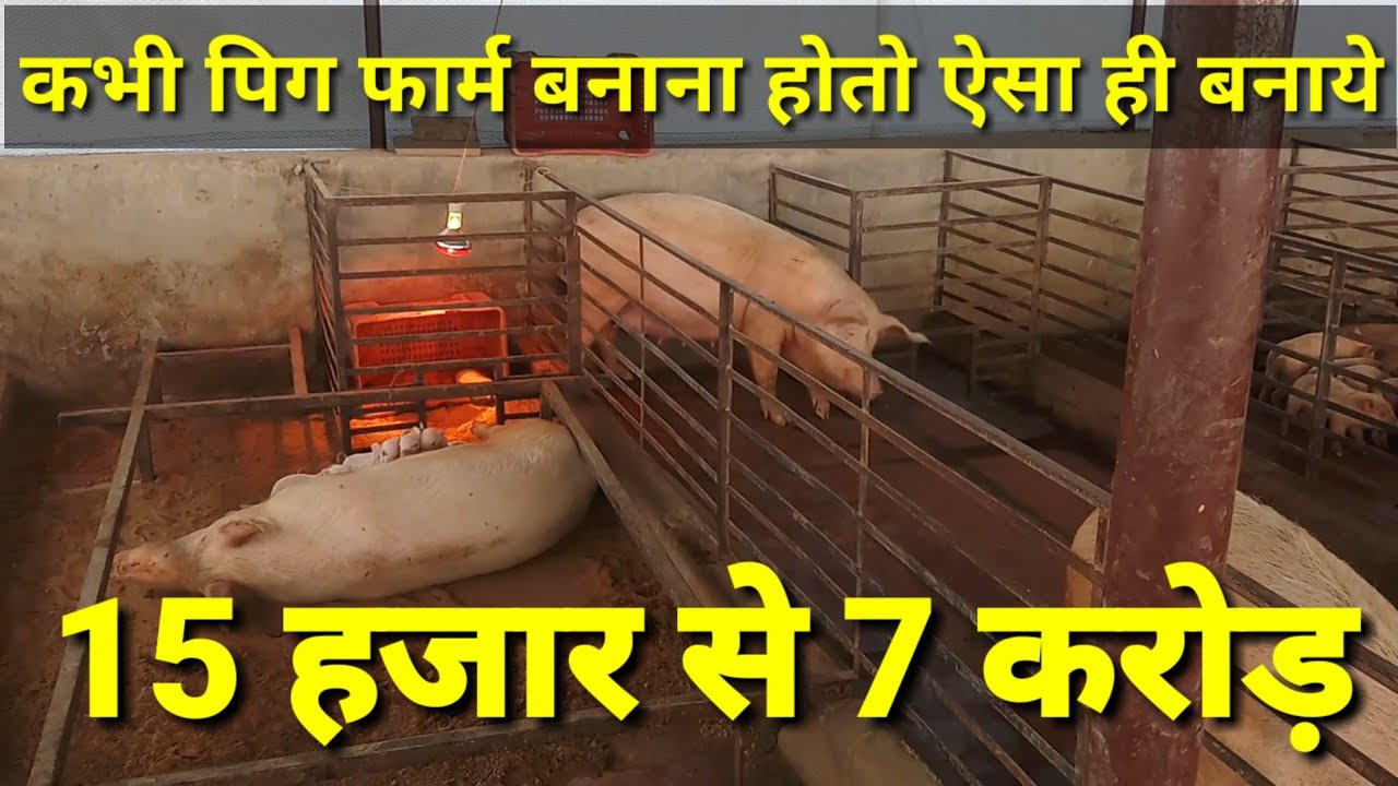 Modern Pig Farming In Rajasthan How To Make Pig Farm In India In pig-farm-in-india-sachin-8899089684-aman-9872876958-youtube