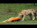 Impala tries to escape the cheetah in hopelessness -The Battle Of Animals