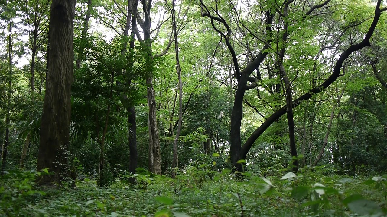 商用利用可能 癒しの自然動画フリー素材no 010夏の森 蝉とカラスの声 無料映像素材 Youtube