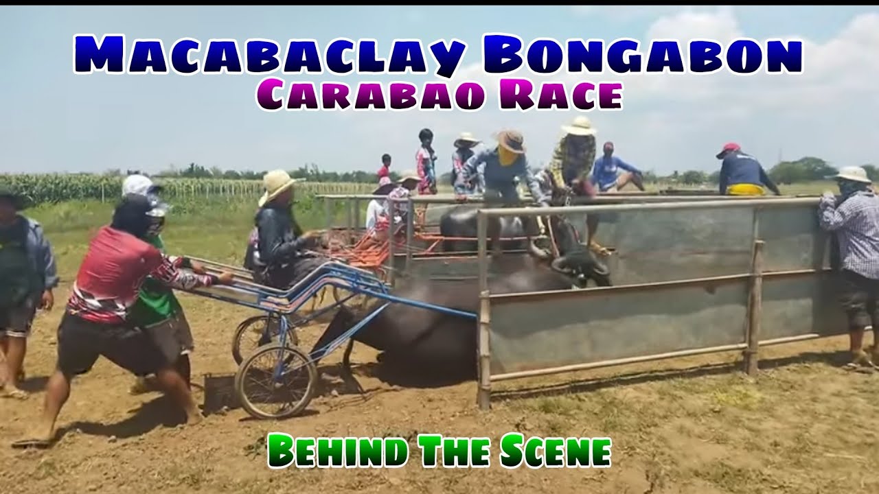 EP,680. Behind the scene Macabaclay Bongabon Carabao Race - YouTube