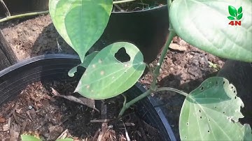 Hướng dẫn ươm tiêu lươn Srilanka 0915 126 861|HTXNN Bình Dương