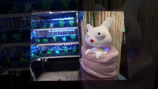 pet safari vivo grooming