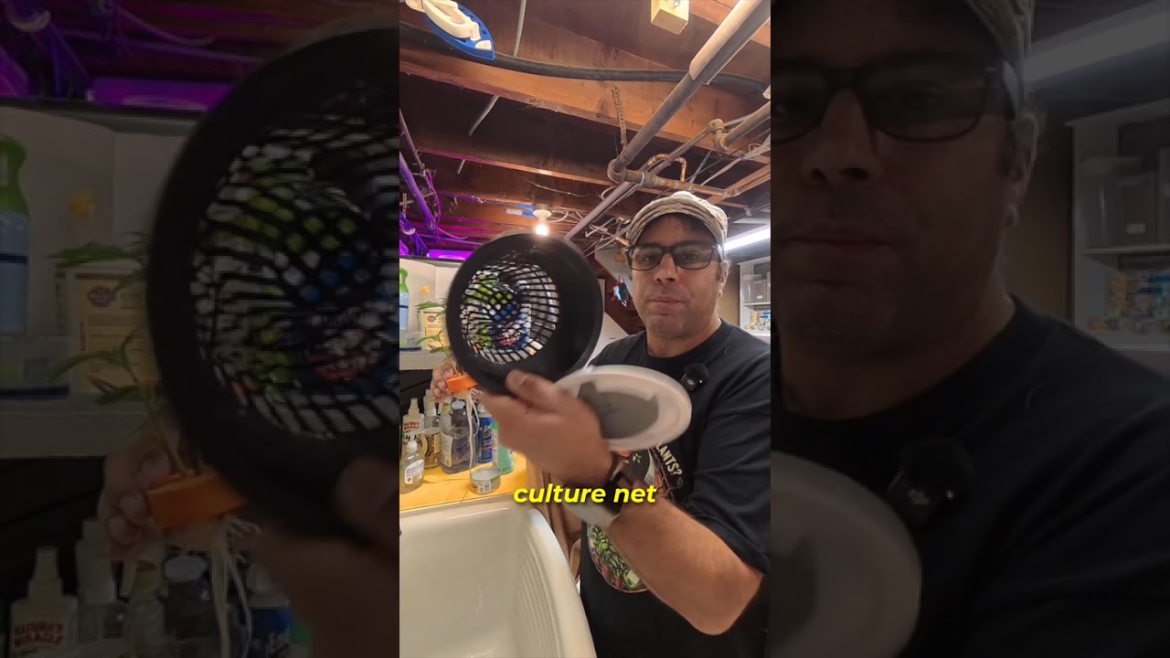 Media-less net pot setup