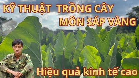 Kỹ thuật Trồng và Chăm Sóc Cây Môn Sáp Vàng - Hiệu Quả Kinh Tế Cao