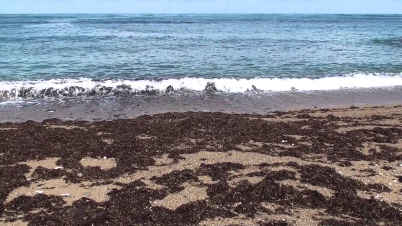 erromardie plage videos for cats