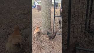 time to let the girls out #backyardchickens