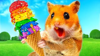 HamHam Hamster gets trouble with Vending Machine Rainbow Fruits Ice Cream | Life Of Pets HamHam