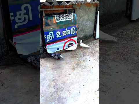 Cheeni Chick Paarunga Guys Trending Birds Karnaattitude Boori Pair Shorts 