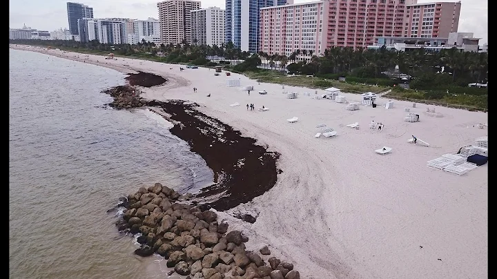 Miami Beach looking for solutions for sargassum pr...