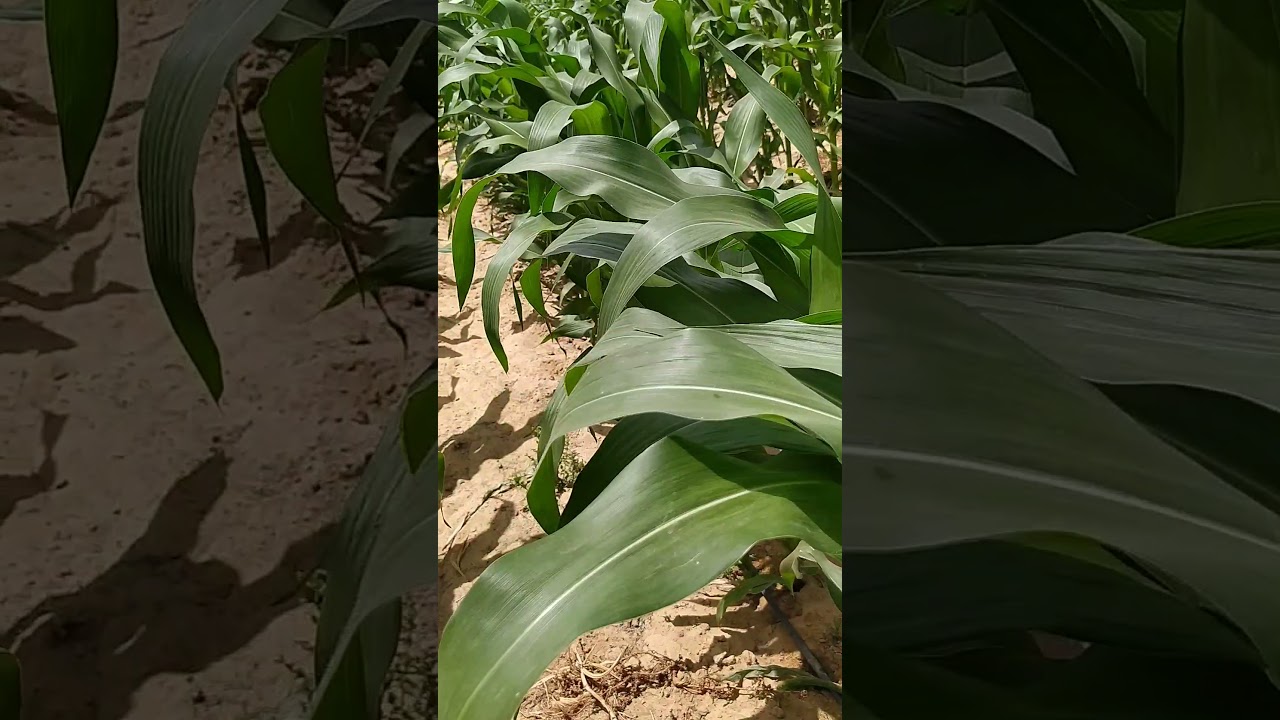 المرحلة الثانية الذرة وطريقة التسميد للحصول على أفضل النتائج