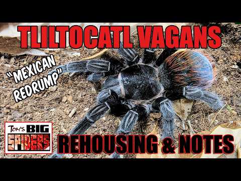Tliltocatl vagans "Mexican Redrump" Rehouse and Notes