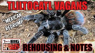 Download Lagu Tliltocatl vagans \ MP3