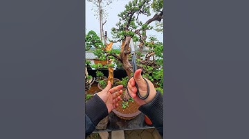 Kéo tỉa dăm Cây cảnh bonsai (link mua trên màn hình) #bonsaishop
