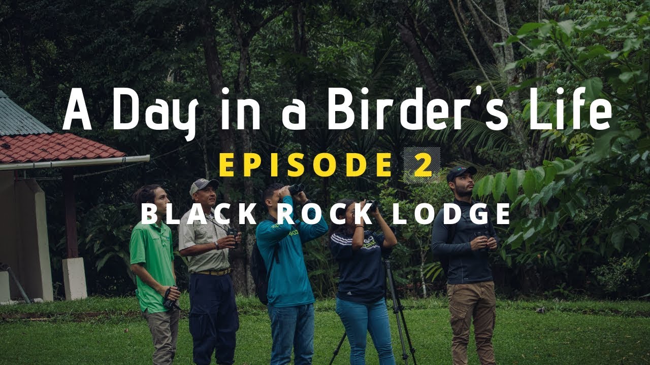 Birding in Belize: Birding at Black Rock Lodge