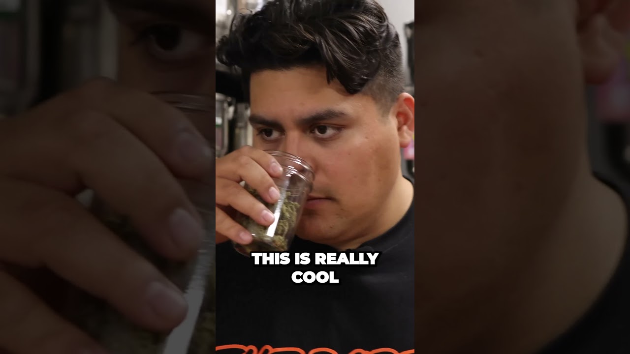 Dope As Yola Tours Kush Clinic pt5