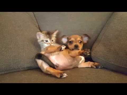 Puppy and kitten playing