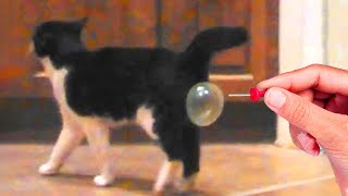 Videos De Risa de Animales - Los Mejores Videos de Gatos Chistosos #14 screenshot 5