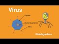 Virus - Conceptos generales