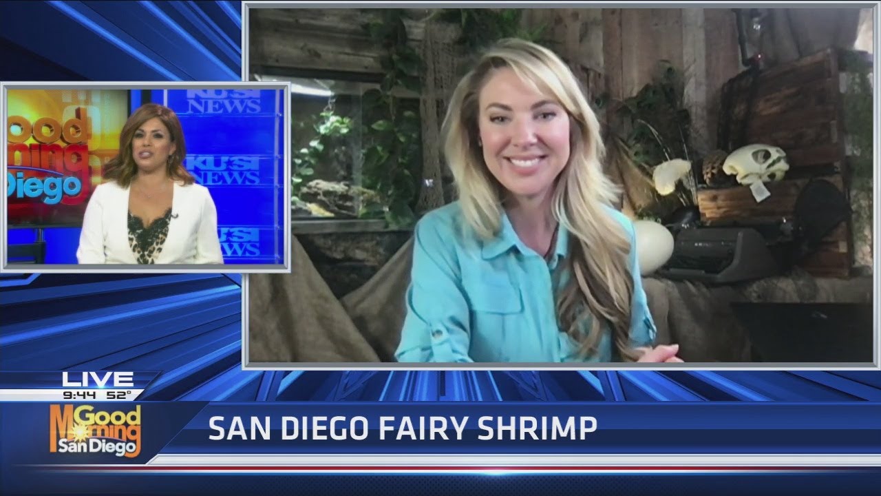 Miss Mallory Adventures San Diego fairy shrimp YouTube