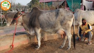#Desi Cows available for Buyers.#Full #Video.Handa Farm (88138 54754).