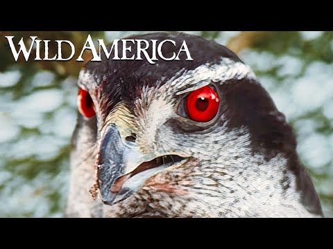 Wild America | S2 E3 Birds of Prey | Full Episode HD