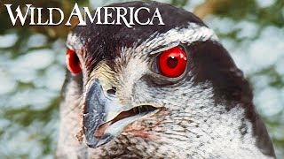 Wild America | S2 E3 Birds of Prey | Full Episode HD