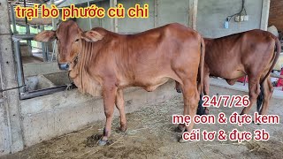 24/7/26: cái tơ: 24,5, đực kem: 27,5, mẹ con: 37, cặp đực 3b: 51,5..lh 0366407679