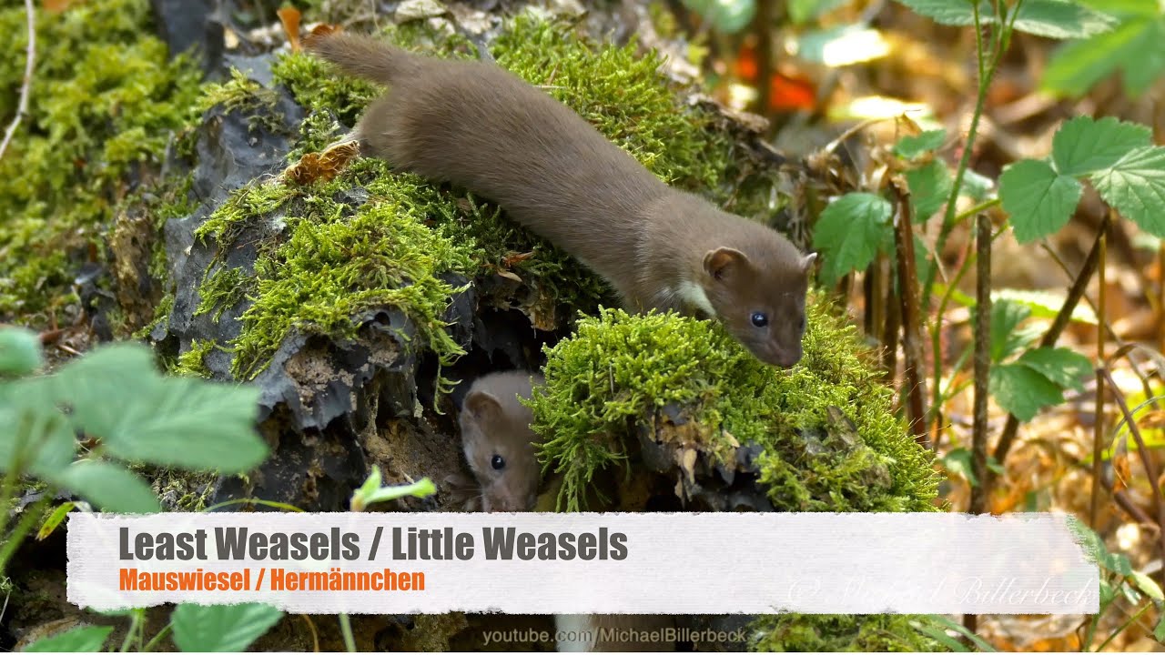 Cute: Little Weasels (Mustela nivalis) / Mauswiesel - YouTube
