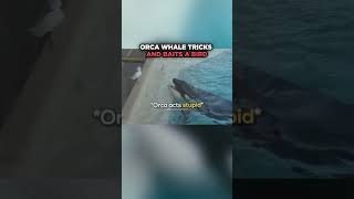 is THIS the Smartest Orca whale Ever⁉