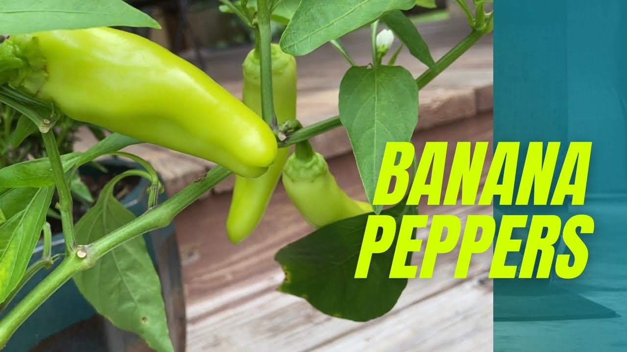 Easy Growing Banana Peppers🍌🌶||Mild Flavour Peppers/GardenWorld 🌿🌍