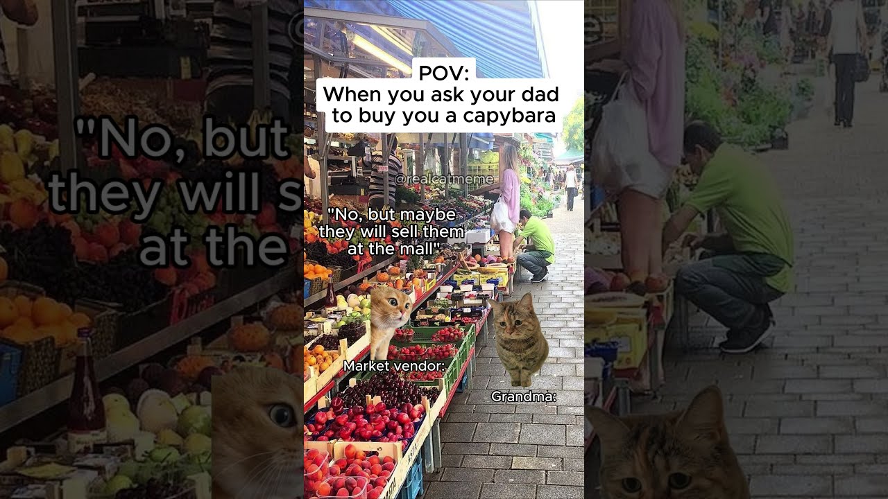 CAT MEMES When You Ask Your Dad To Buy A Capybara Shorts Catmemes Relatable
