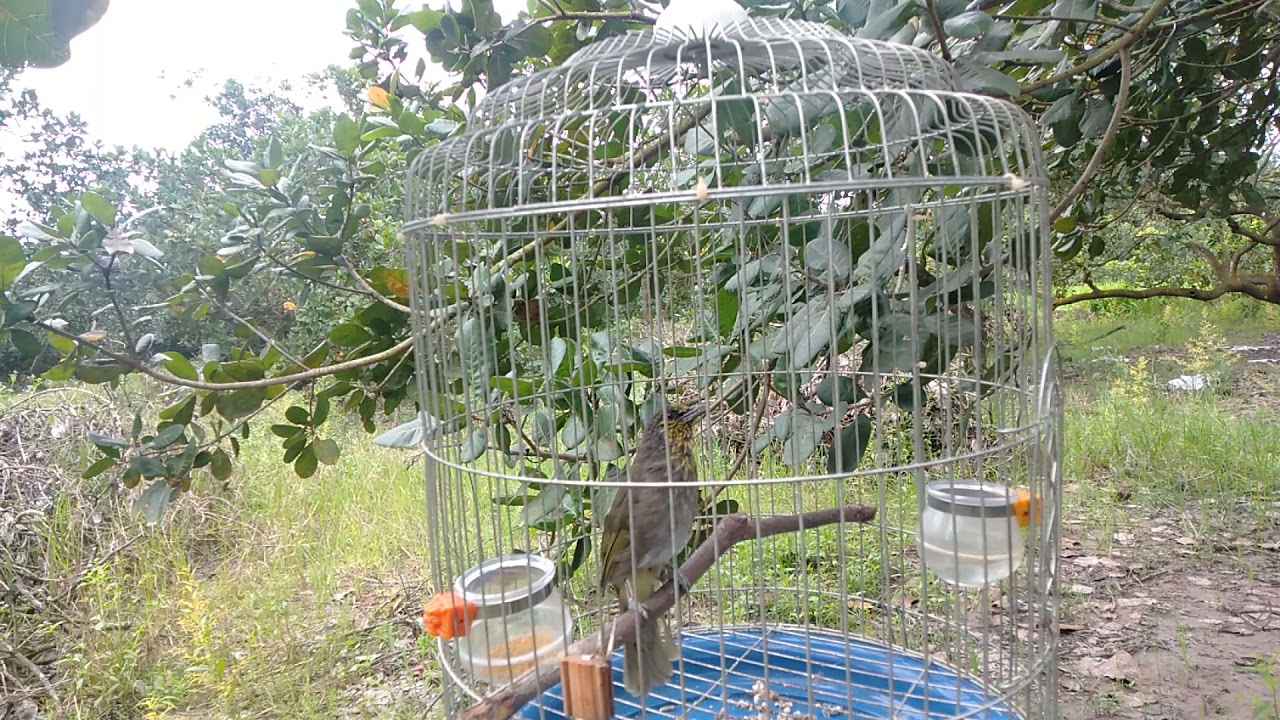 tiếng chim hoạch thơm mồi hót  @XuyenĐem-833