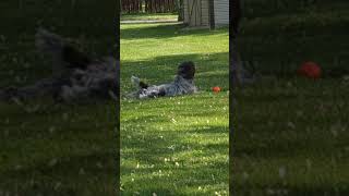 Wirehaired Pointing Griffon Loves To Play