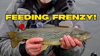Feeding Frenzy on the River Don… Then I Hooked a MONSTER Brown Trout!