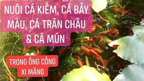 Nuôi cá kiếm, cá bảy màu, cá trân châu, cá mún trong hồ xi măng
