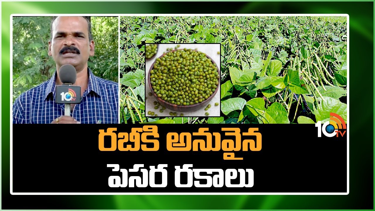 రబీకి అనువైన పెసర రకాలు - మెళకువలు | Tips for Green Gram Cultivation In Rabi Season | 10TV