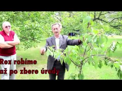 Video: Výber viniča pre zónu 9 – pestovanie viniča v záhradách zóny 9