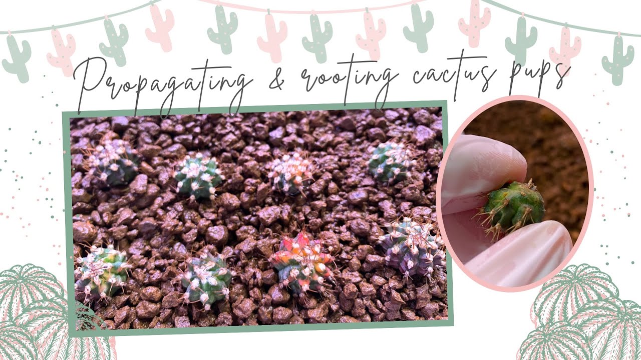 Propagating and Rooting Cactus Pups/Offsets/Gymnocalycium Variegated