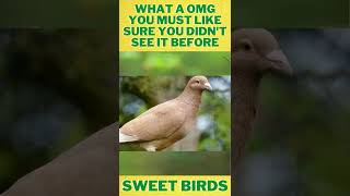 Sweet and cute Birds #SweetAnd#CuteAnimals#wildAnimals#wild#animals#nature#snake#bird #shorts#lion