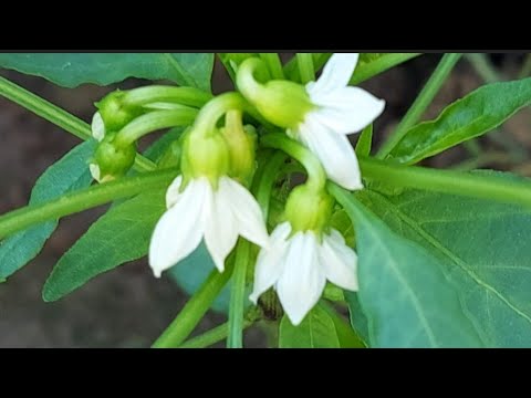 Video: Ručno oprašivanje paprike - Kako ručno oprašiti biljku paprike