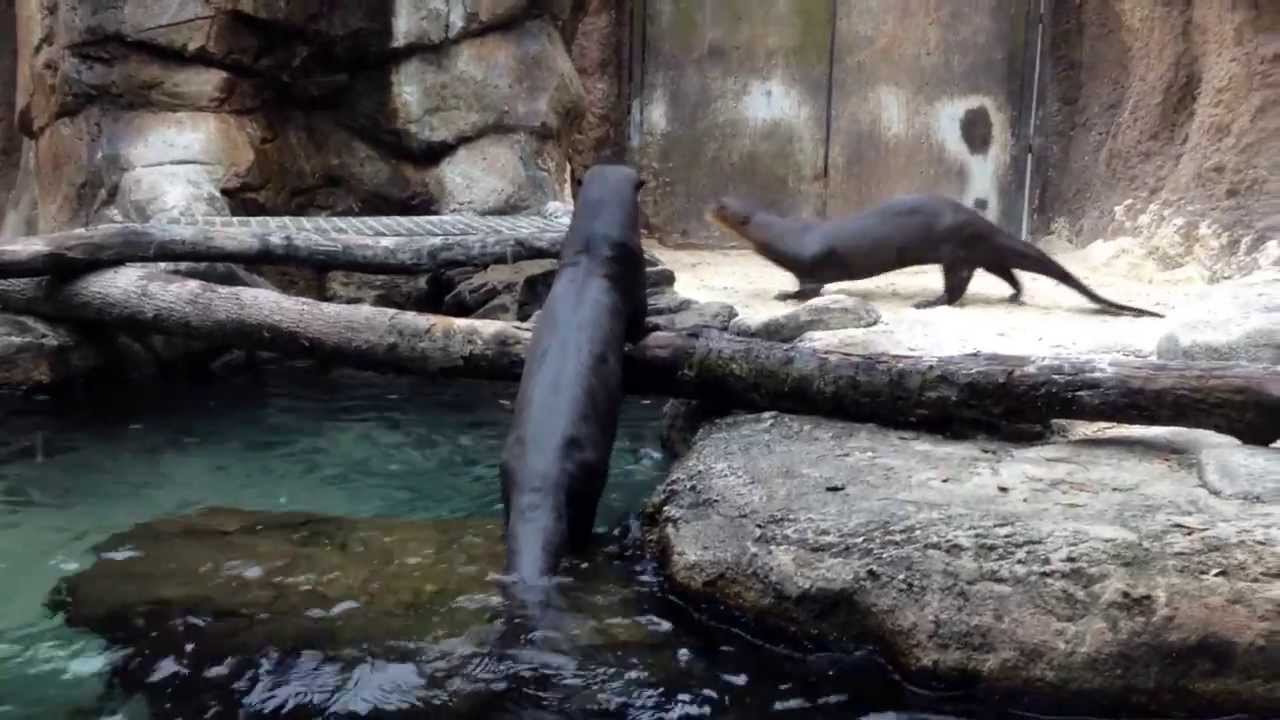 Great big otters making noises at the Jacksonville Zoo YouTube