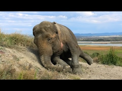 Видео: Слон РЫЧИТ? БУРЧИТ? Разговаривает? Магда общается, а Дженни валяется! Неизданное