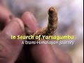 In Search Of Yarsagumba (Full Video)