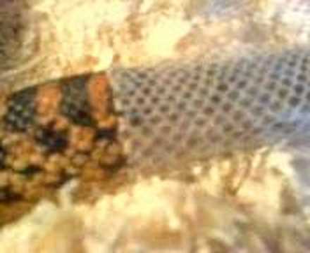 my snake shedding its skin - youtube