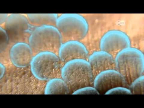 فيديو: كيف تدخل البكتيريا الجسم؟