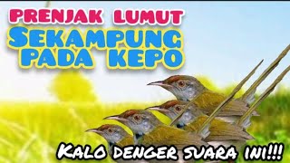 SUARA  PRENJAK  LUMUT RIBUT||SUARA PIKAT PRENJAK LUMUT