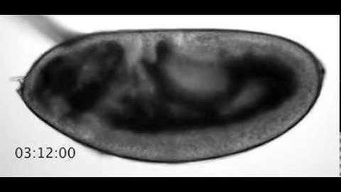 Drosophila embryogenesis: from fertilization to larva hatching