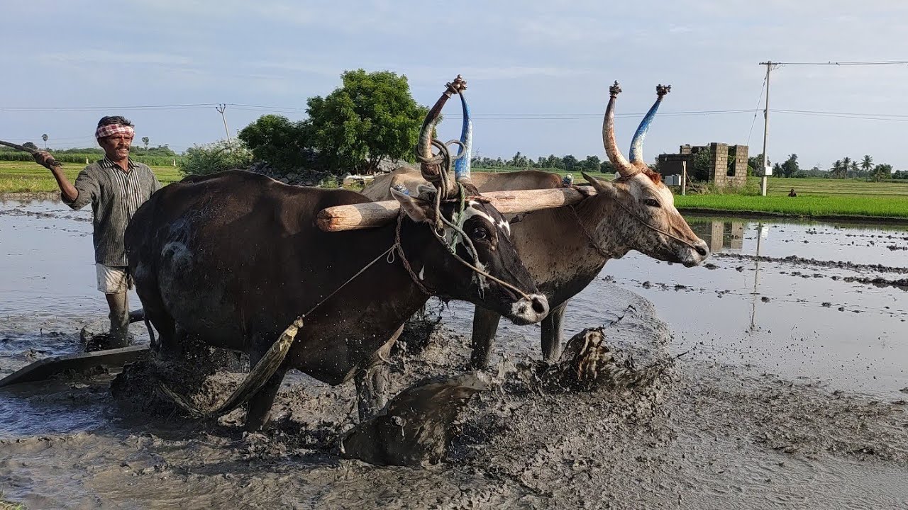 Bullock in mud leveling working style | Bullockcart | cow videos | two framer vs Bullock in field