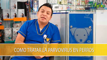 ¿Se puede salvar a un perro con parvo?